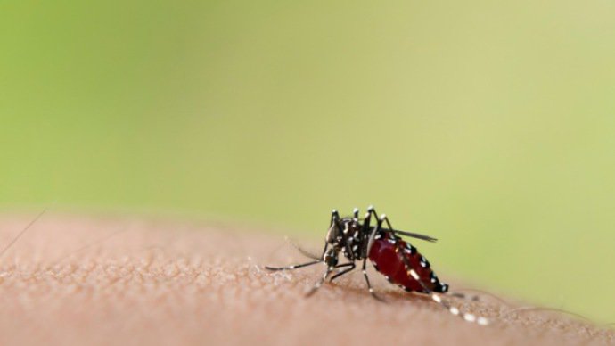 Você é o alvo preferido dos mosquitos? Culpe seus genes